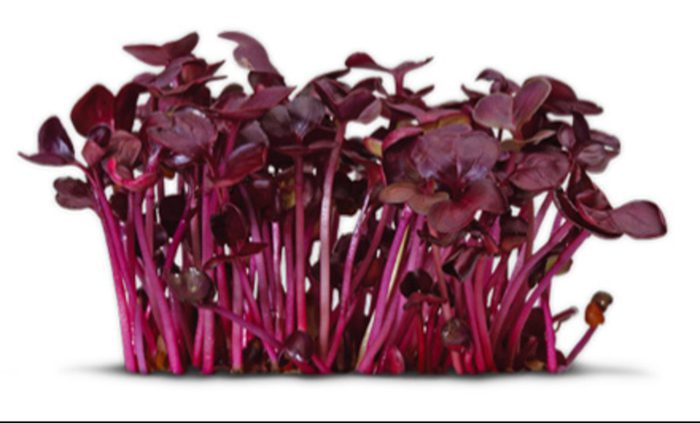 Sakura Cress KG