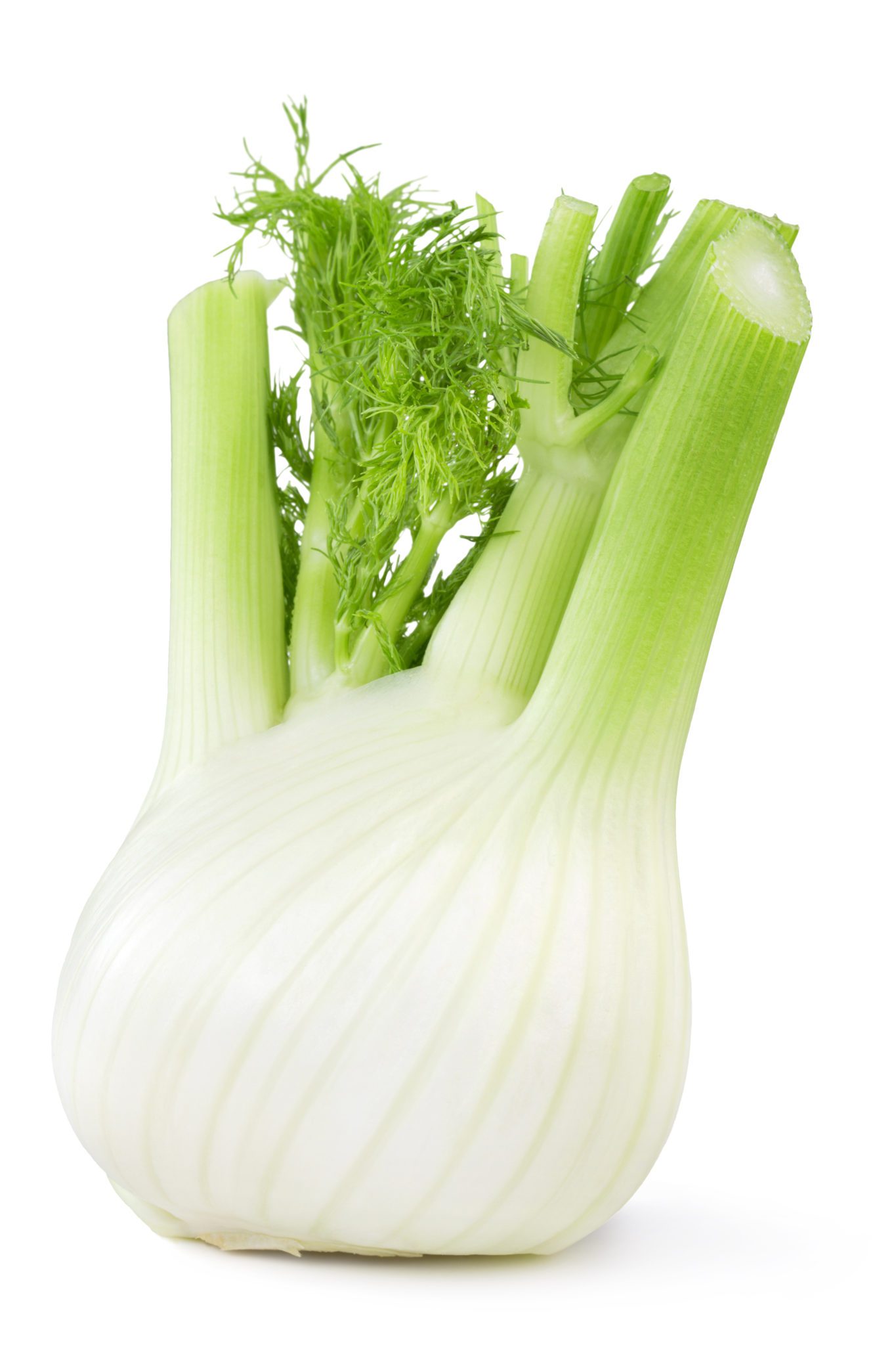 Fennel kg (5)